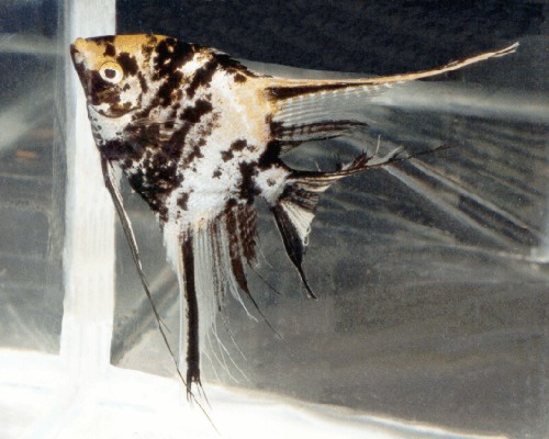 Bob Walker's beautiful marble angel fish