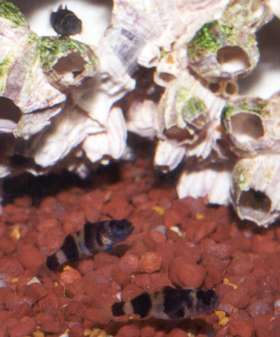 Two Plump Female Bumblebee Goby