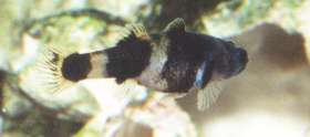 Female Bumblebee Goby