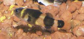 Male Bumblebee Goby