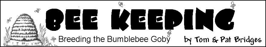 Bumblebee title graphic