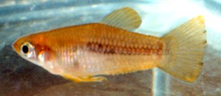 Male huberi in a bare tank