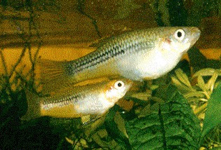 A young pair of A. huberi