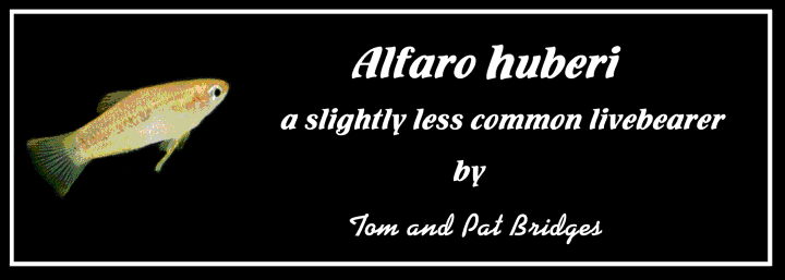 Title, Alfaro huberi by Tom & Pat Bridges