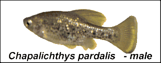 Chapalichthys pardalis male